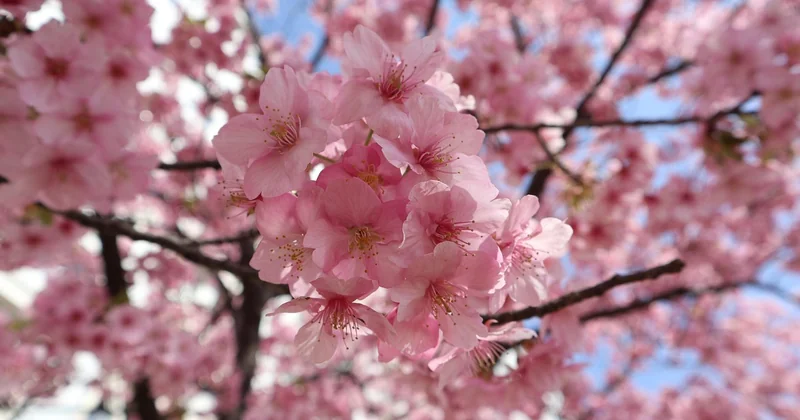 Le hanami : la tradition la plus connue, et la plus profonde