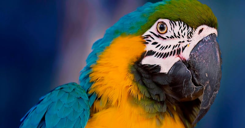 Aventures au cœur de la jungle amazonienne : le guide ultime pour un voyage inoubliable