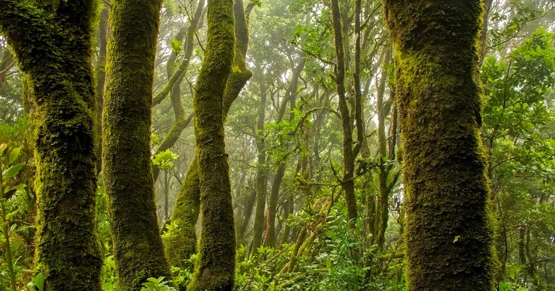 Les dangers réels de la jungle (et comment les gérer)